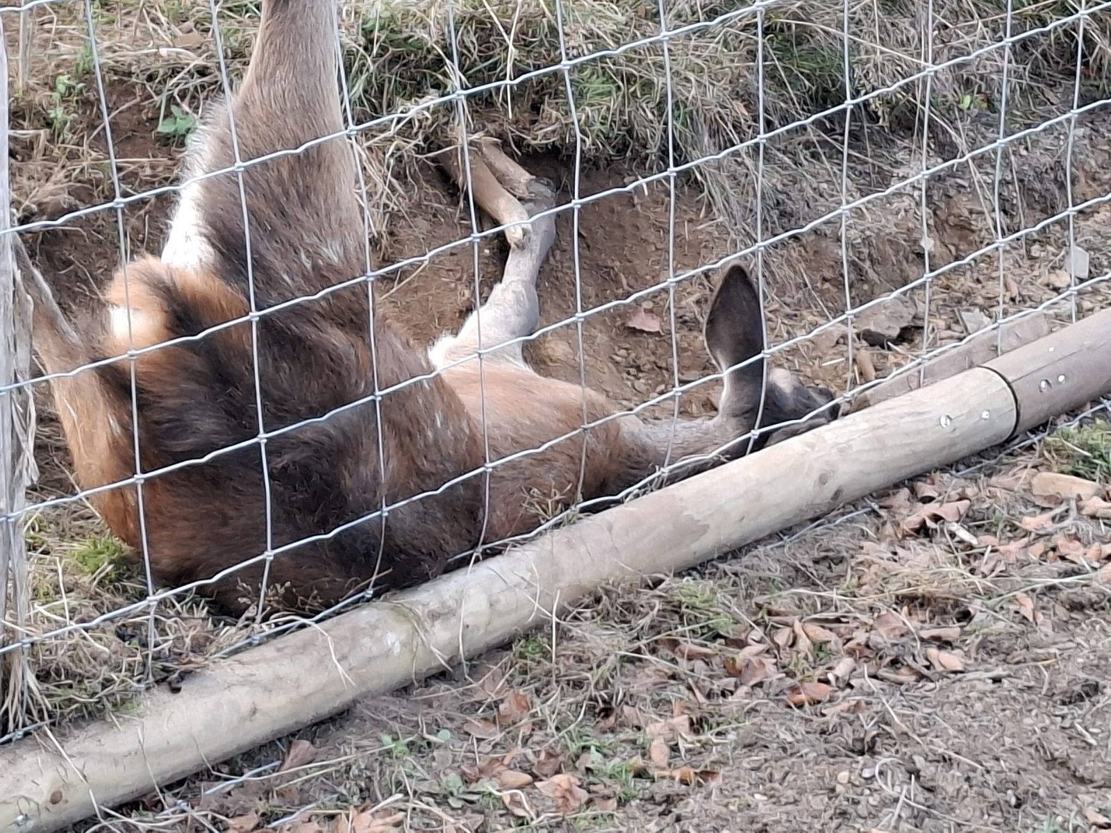 Im ASP-Knotengitterzaun verendetes Reh